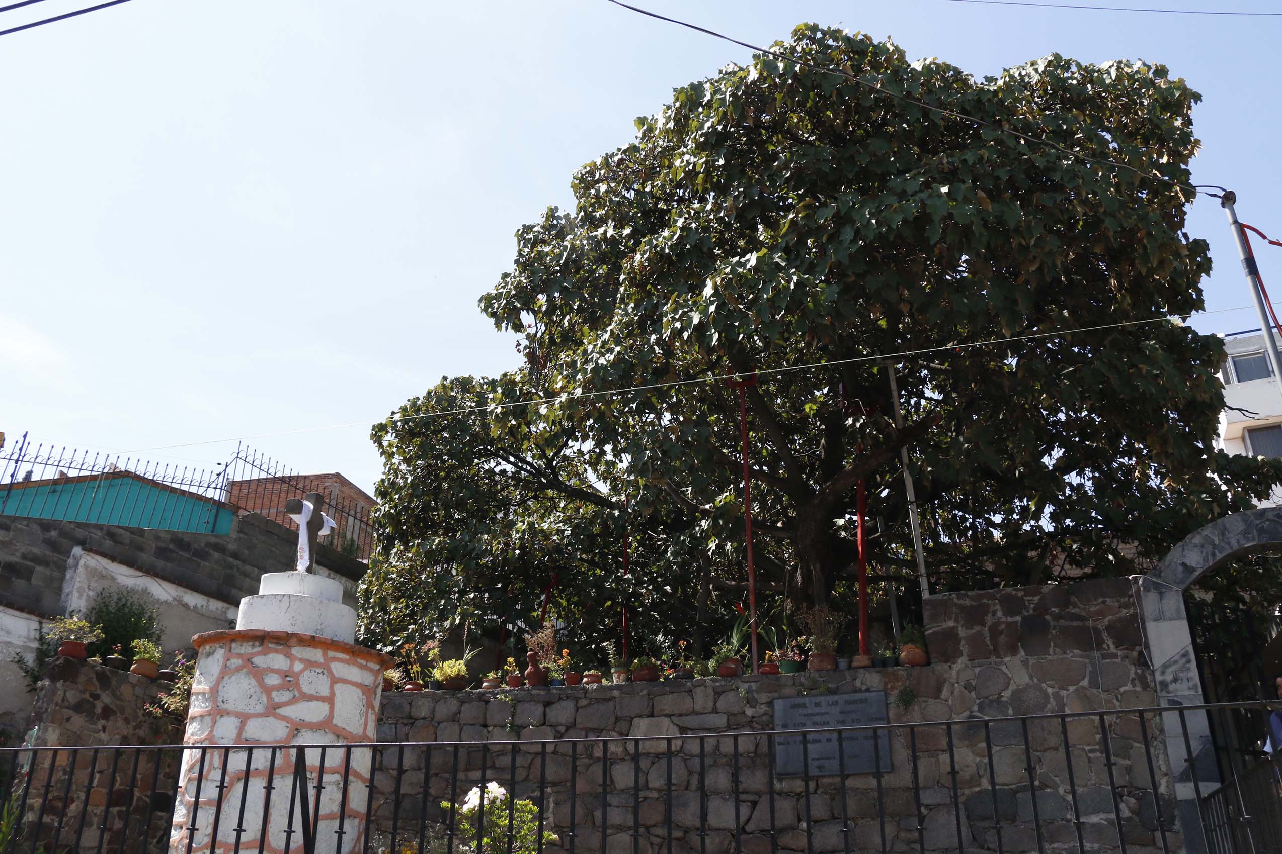 En Toluca el Árbol de las Manitas es símbolo de identidad