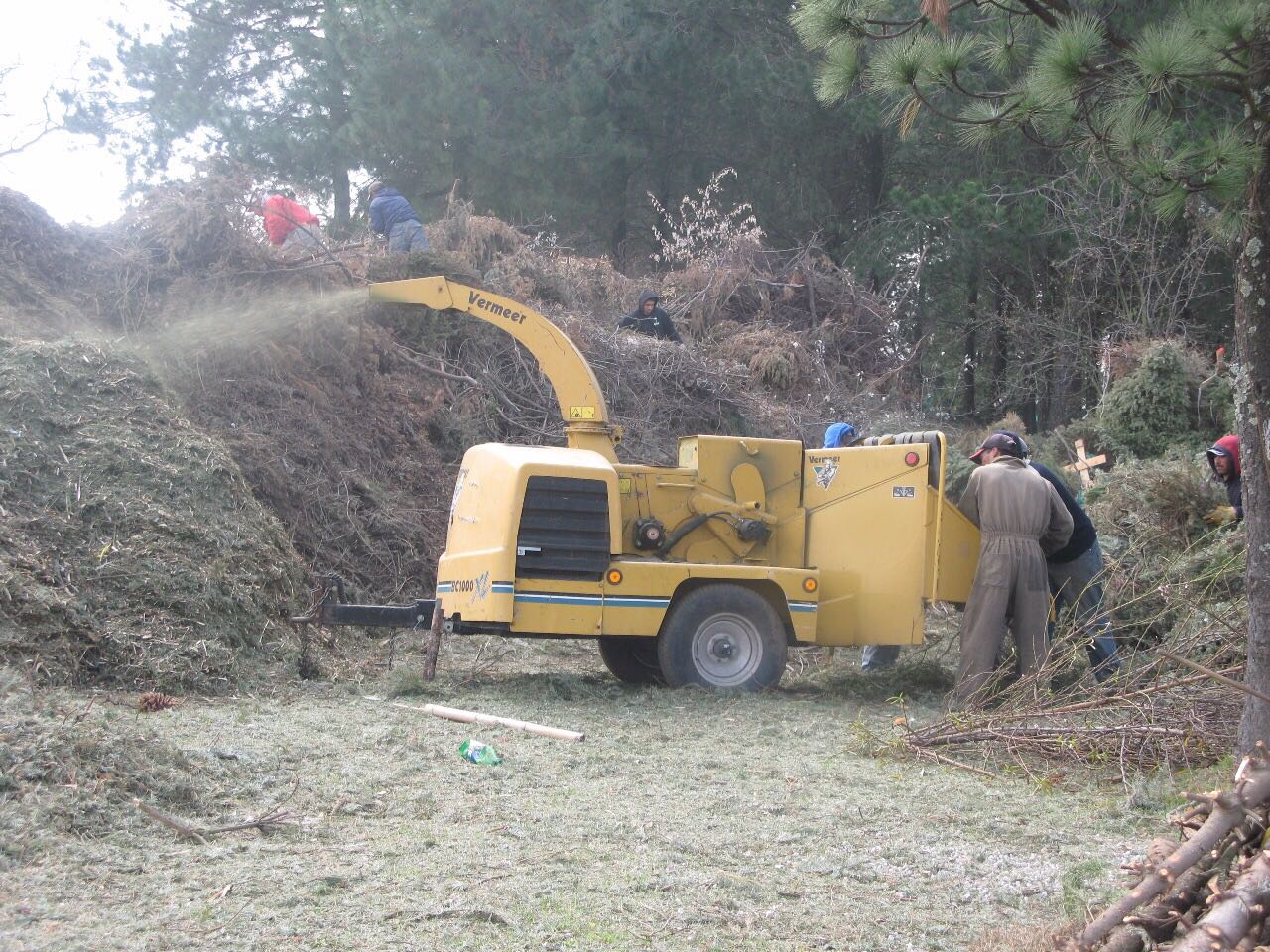 Habilita Probosque 19 centros de acopio para árboles de navidad