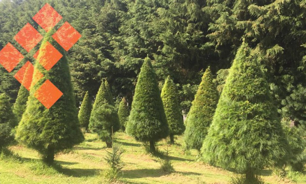 Visita, elige y corta tu árbol de Navidad, fomenta Probosque