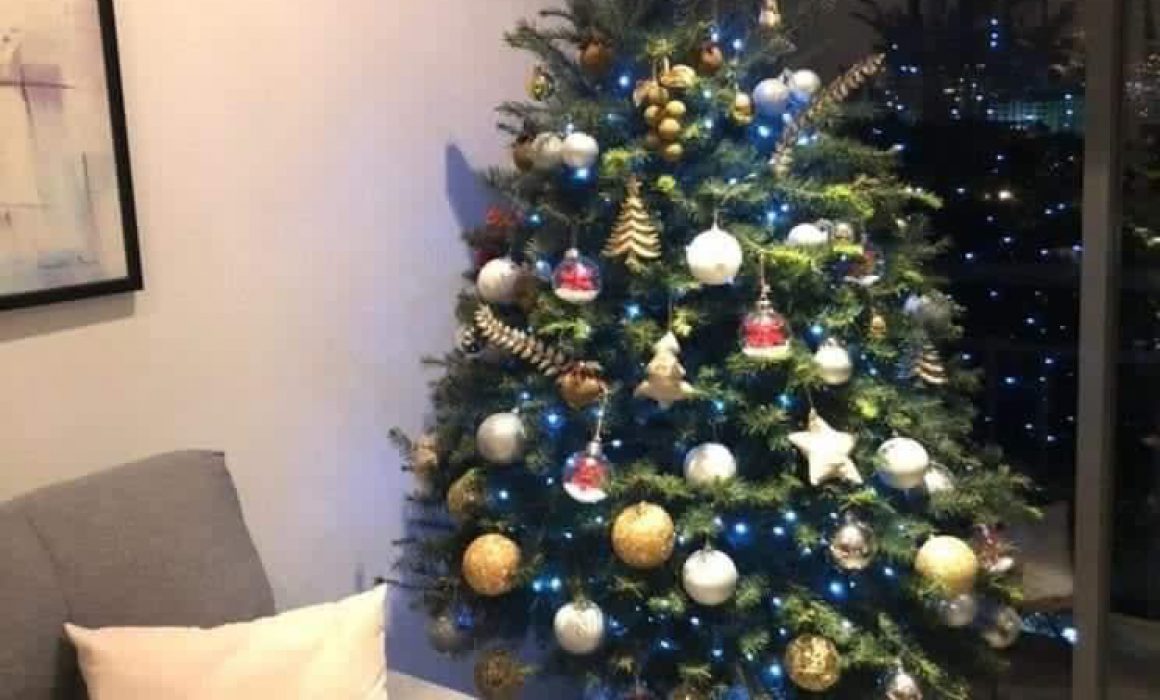 Árboles de Navidad en maceta, una opción para mantenerlos vivos