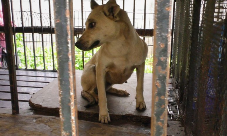 Van contra presunto asesino de perros en La Crespa; denuncian maltrato