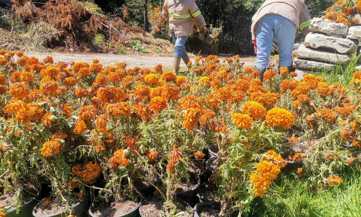 Darán segundo uso a flores de cempasúchil en vivero de Toluca