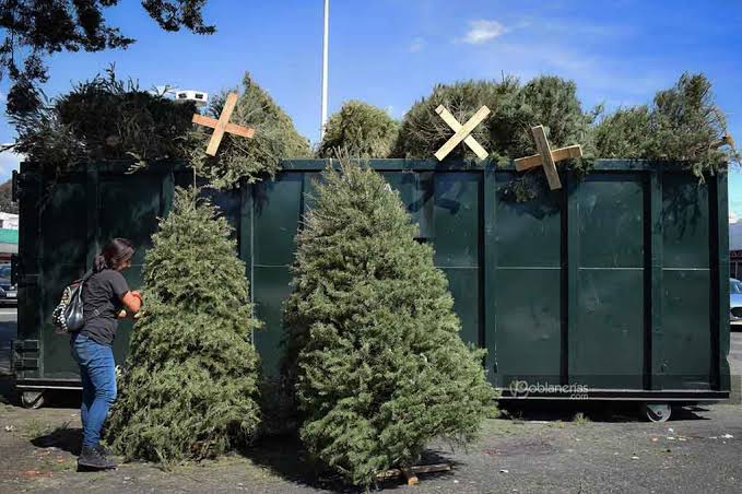 Anuncia Toluca campaña de reciclaje de árboles de Navidad naturales
