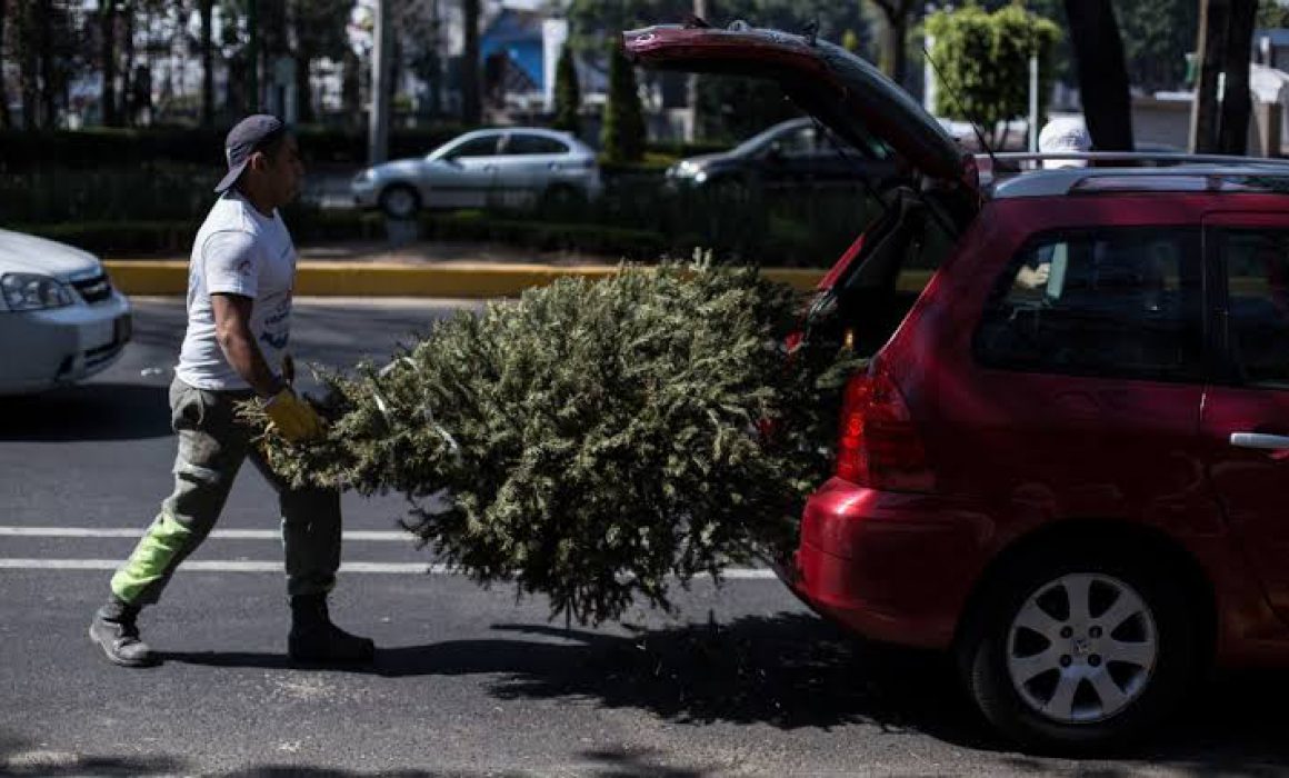 Anuncia Toluca campaña de reciclaje de árboles de Navidad naturales
