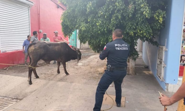 Reportan toros sueltos en calles de Texcoco; ya trabajan en su captura