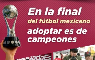 Pondrán en adopción a lomitos en el Toluca vs América