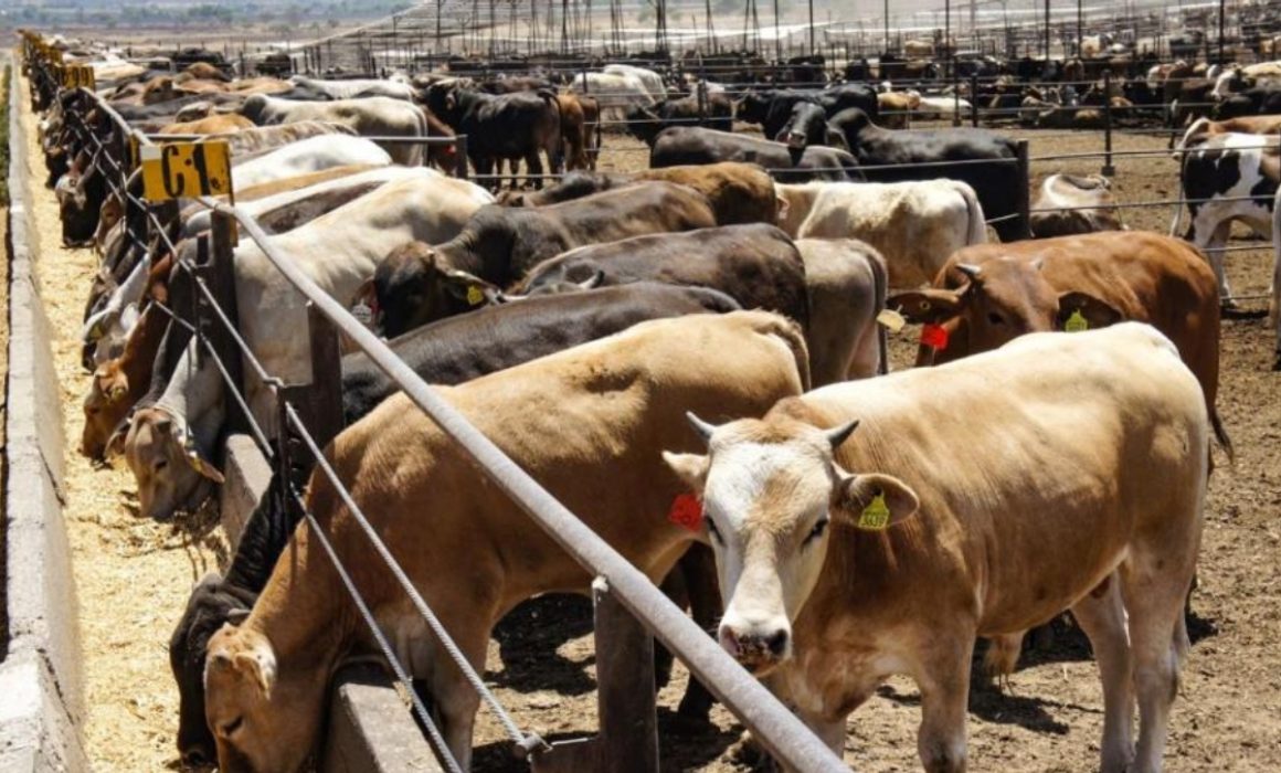 Carne sin identidad: alertan por falta de control en el ganado