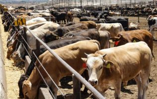Carne sin identidad: alertan por falta de control en el ganado
