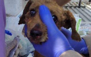Explota boiler en vivienda de Ecatepec y rescatan a perrita