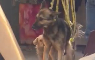 Rescatan a perro maltratado en Naucalpan tras ser abandonado por criadero