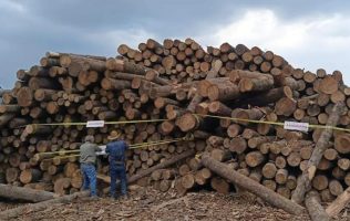 Desmantelan aserradero clandestino en Coatepec; no hay detenidos