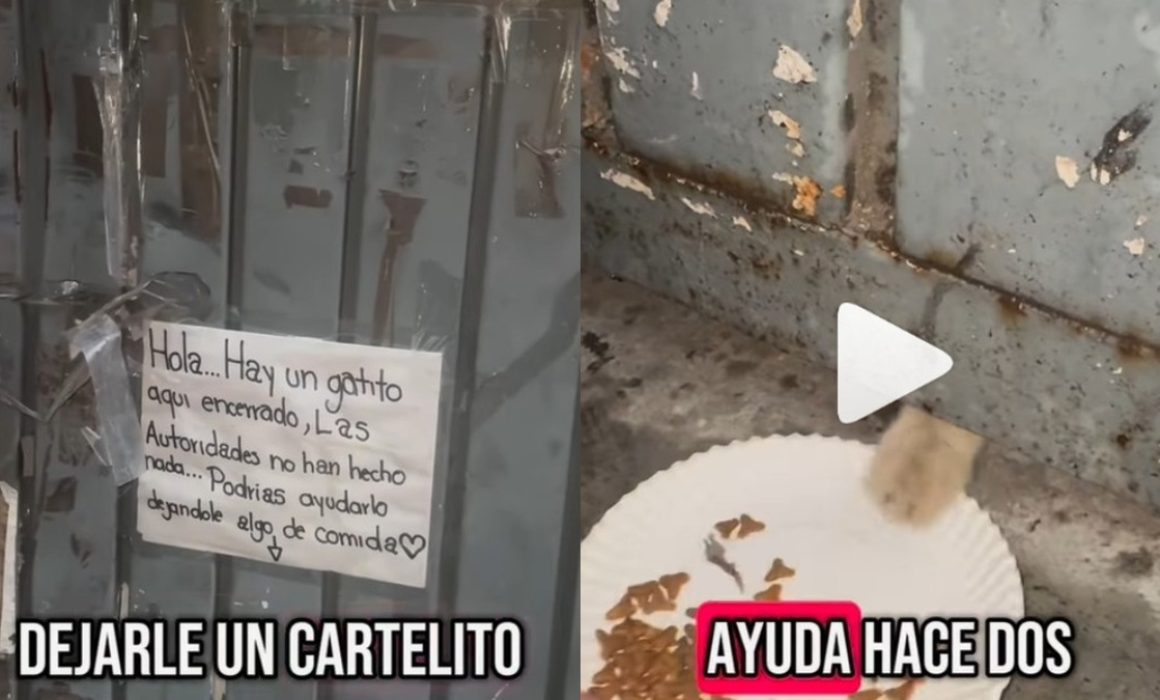 Piden apoyo para rescatar a gatito encerrado en bodega de Ecatepec