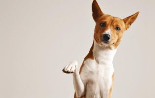 Fomenta Edomex respeto animal desde la infancia con guía gratuita