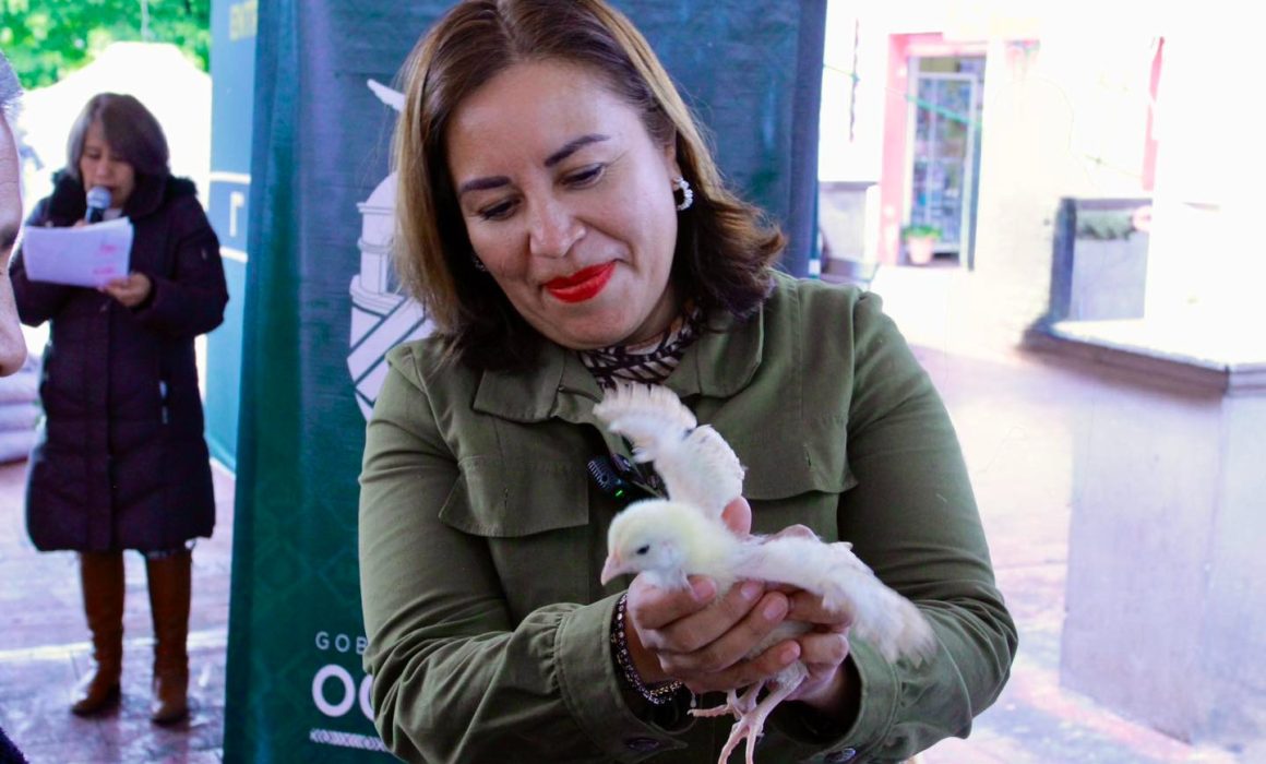 Alcaldesa regala pollitas en Ocoyoac