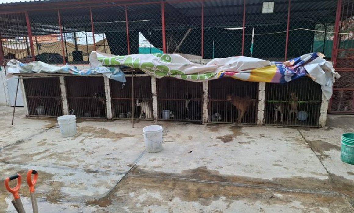 Resguarda Fiscalía Centro de Protección Animal de Ixtapaluca tras presunto maltrato