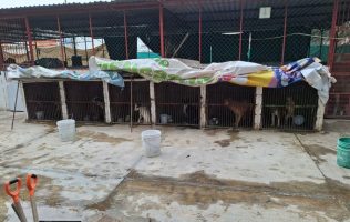 Resguarda Fiscalía Centro de Protección Animal de Ixtapaluca tras presunto maltrato