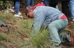 Siembran 10 mil árboles de oyamel, abeto y ayacahuite en Lerma