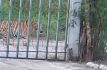 Tigre en calles de Nuevo León