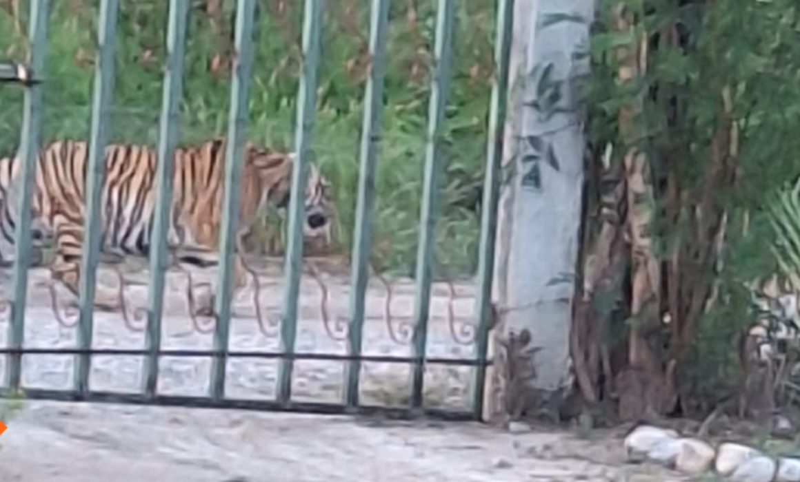 Tigre en calles de Nuevo León