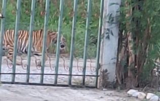 Tigre en calles de Nuevo León