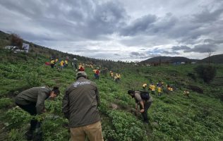 Celebra Edomex el Día del Árbol y reforesta para asegurar su patrimonio natural