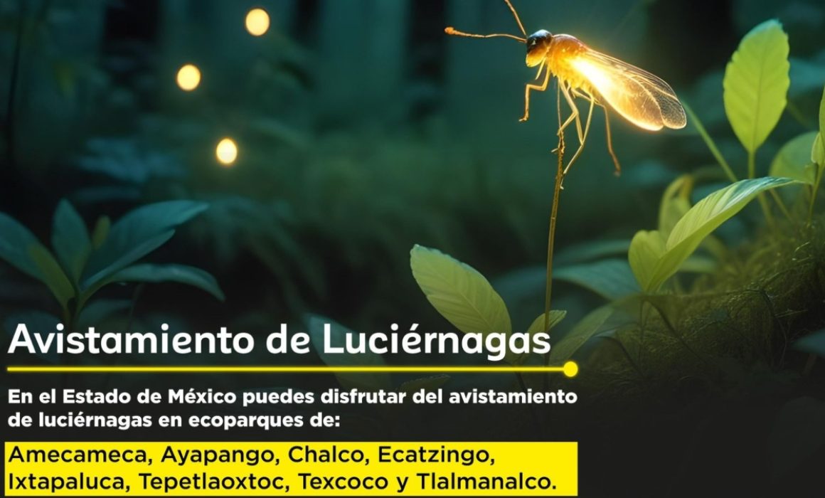 Vive la magia nocturna: ¿Dónde ver luciérnagas en el Estado de México?
