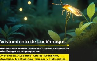 Vive la magia nocturna: ¿Dónde ver luciérnagas en el Estado de México?