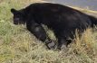 Muere oso atropellado sobre la Carretera Nacional de Nuevo León