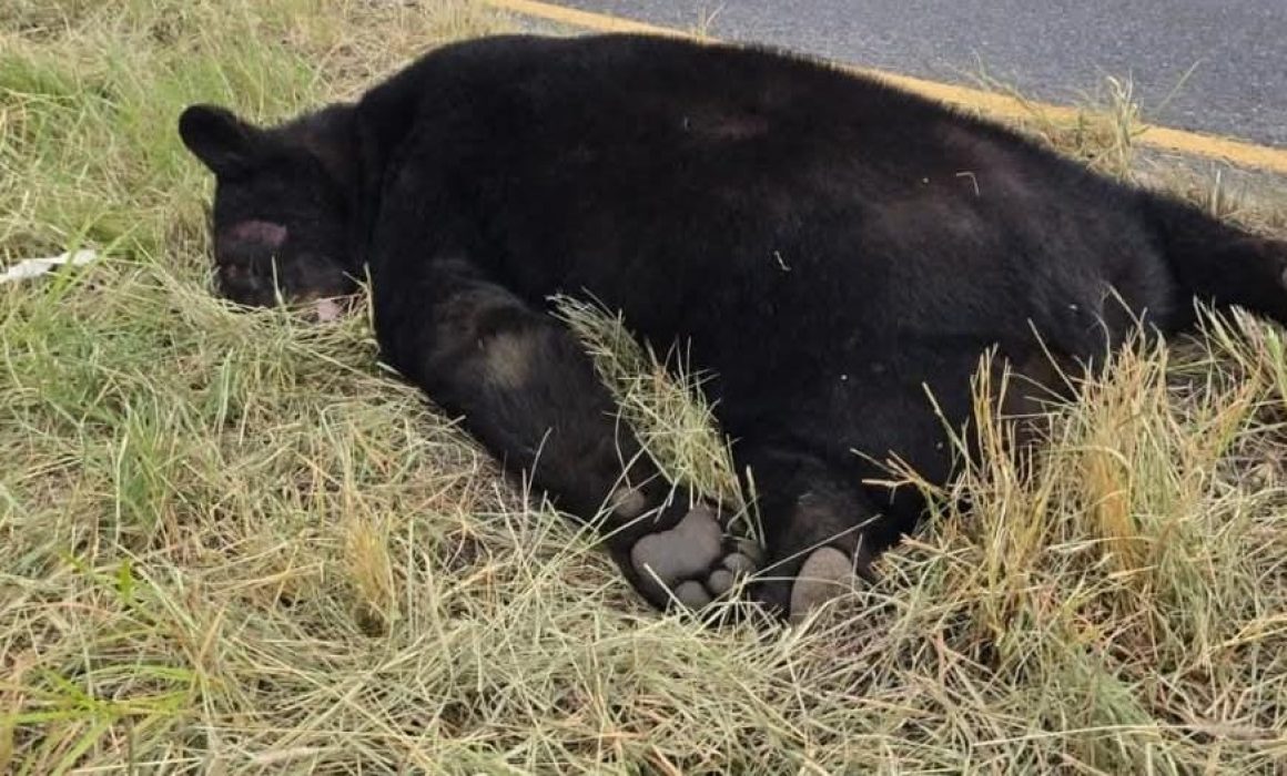Muere oso atropellado sobre la Carretera Nacional de Nuevo León