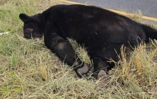 Muere oso atropellado sobre la Carretera Nacional de Nuevo León