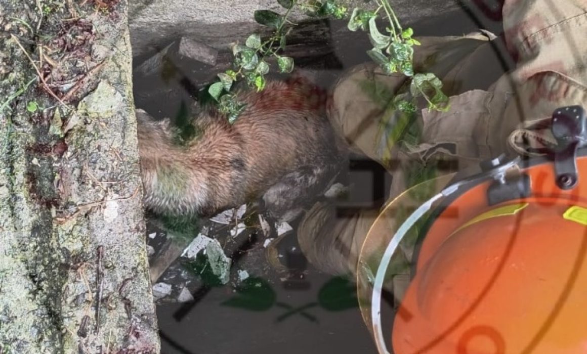 Perrito rescatado en Zumpango