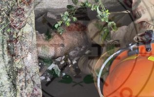 Perrito rescatado en Zumpango