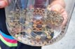Arrastrada por las lluvias; hallan a serpiente en peligro de extinción