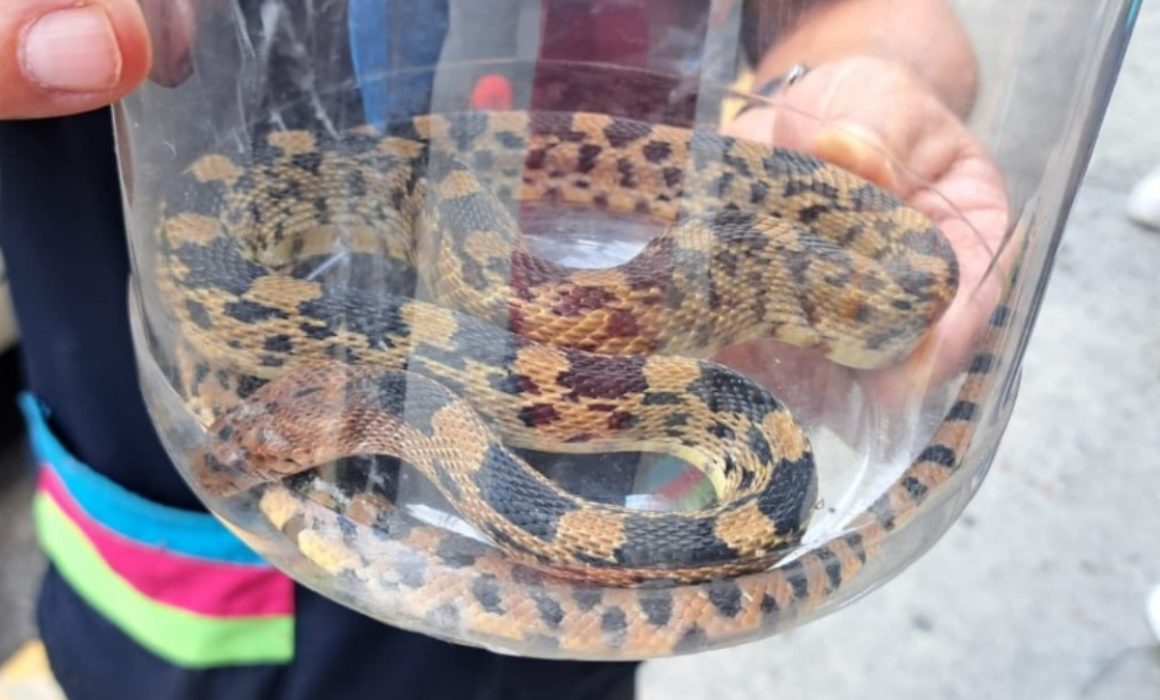 Arrastrada por las lluvias; hallan a serpiente en peligro de extinción