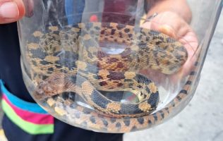 Arrastrada por las lluvias; hallan a serpiente en peligro de extinción