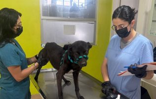 Sigue rescate de perros maltratados en Toluca