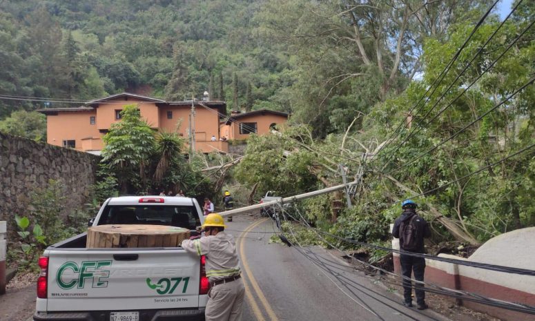 Cae árbol en vialidad de Valle de Bravo; paraliza el tráfico