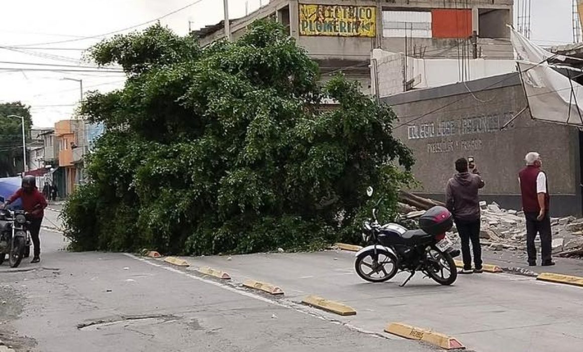 Árbol caído en Chimalhuacán