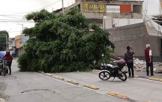 Árbol caído en Chimalhuacán