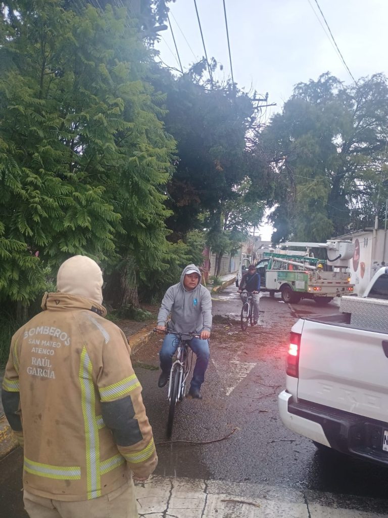 Cae un árbol en San Mateo Atenco
FOTO: Facebook, Gobierno municipal de San Mateo Atenco