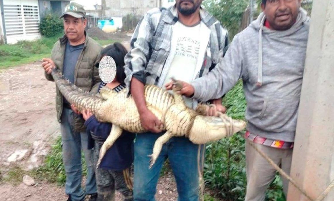 Habitantes reportan más avistamientos sin una respuesta clara del gobierno municipal