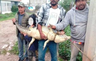 Habitantes reportan más avistamientos sin una respuesta clara del gobierno municipal