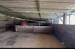 Descubren robo de cerdos en granja asegurada a grupo criminal en Edomex
