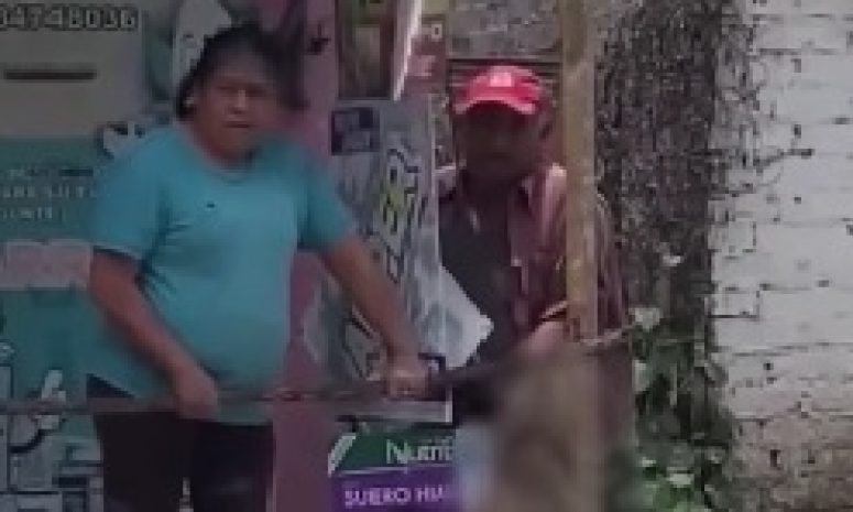 Exigen justicia por Canelo: perrito asesinado por sus dueños en Texcoco