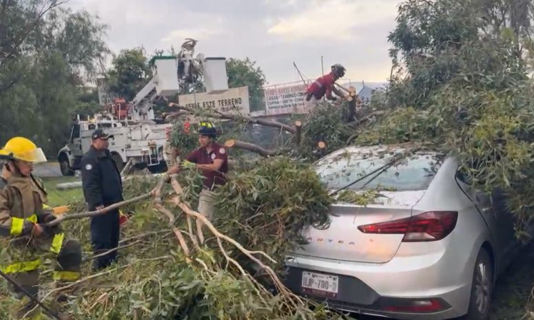 Generan fuertes vientos caída de árboles en Tecámac