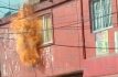 Apagan incendio en vivienda de Ecatepec y evitan tragedia