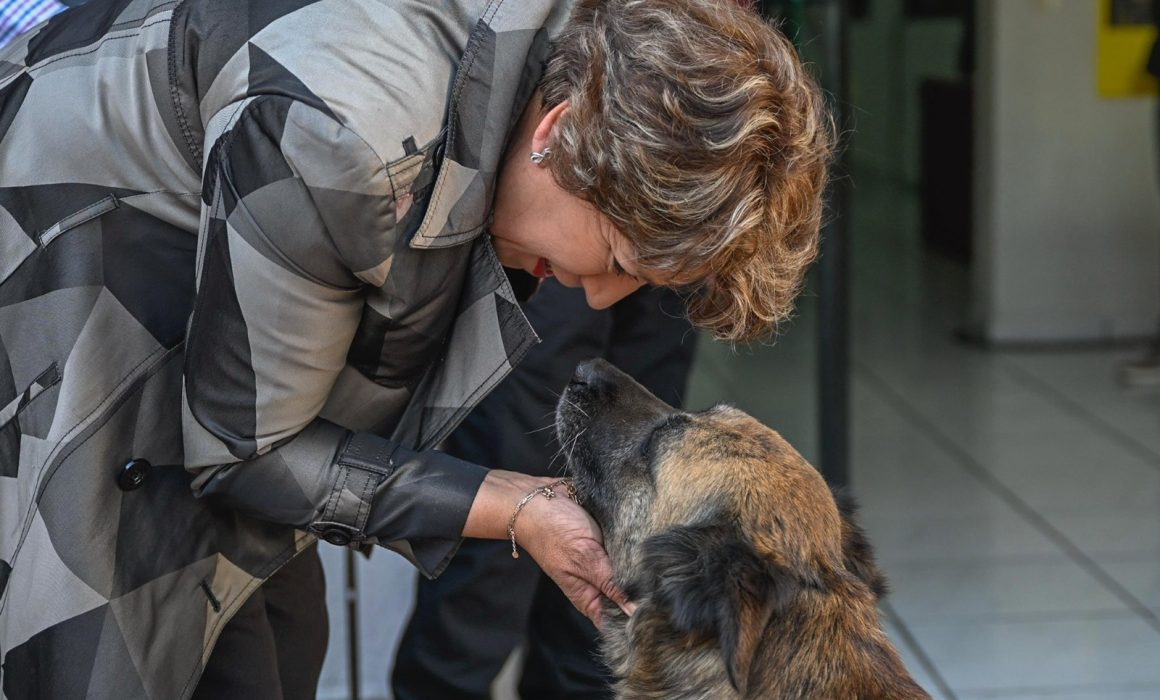 Mexiquenses aman a los perros