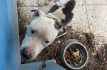 Tras ser abandonado y encadenado, rescatan a pitbull en Ecatepec