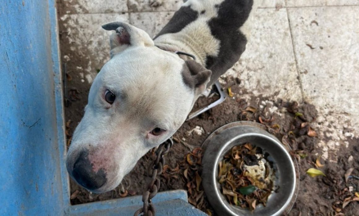 Tras ser abandonado y encadenado, rescatan a pitbull en Ecatepec