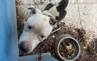 Tras ser abandonado y encadenado, rescatan a pitbull en Ecatepec